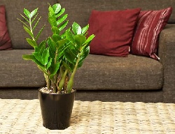2 loại cây xanh trang trí phòng khách mang lại vượng khí tốt